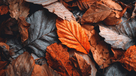 Brightly colored autumn leaves lie on the ground in a park, showing shades of orange, brown, and gray. This serene scene captures the essence of fall, inviting nature lovers to explore.の素材