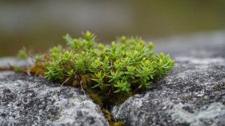Small green plants and moss are thriving in the cracks of weathered rocks, showing nature's resilience in a serene outdoor environment. The scene captures the beauty of wildlife.の素材
