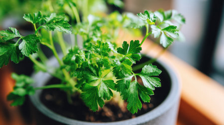 Lush green parsley plants thrive in a black pot on a wooden table. This vibrant herb enhances indoor spaces and suggests an interest in gardening.の素材