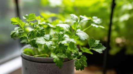 Parsley thrives in a pot resting on a sunny windowsill. Lush green leaves glisten in the light, showing vitality in the urban kitchen garden during a warm spring day.の素材