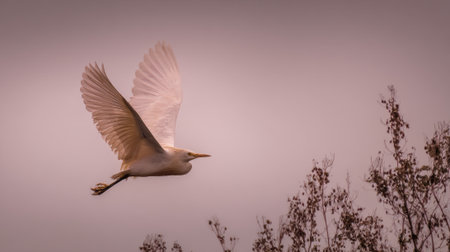 A white bird flies elegantly in the evening sky, with its wings spread wide. Silhouettes of trees create a serene backdrop as daylight fades into dusk.の素材