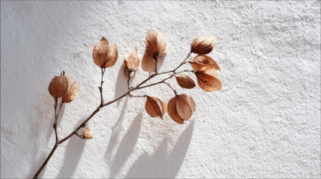 A slender branch showcases dried leaves creating gentle shadows against a smooth white surface.の素材