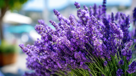 A bunch of lavender flowers are arranged in a white vase. The flowers are in a bouquet and are arranged in a way that they are all facing the same directionの素材