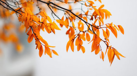 Bright orange leaves are seen on a slender branch against a soft background showing the beauty of autumn. This scene captures the essence of fall with its striking colors.の素材