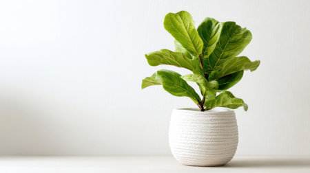 A fiddle leaf fig plant with large green leaves sits in a textured white pot on a light wooden table. The background is bright and uncluttered creating a calming atmosphere.の素材