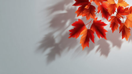 Vibrant red leaves from a maple tree are draped against a light wall, creating intricate shadows on the surface. This captures the essence of fall and seasonal change.の素材