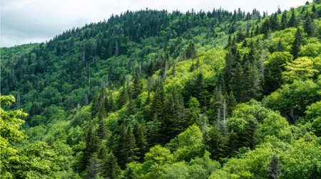A vibrant forest is visible, featuring an abundance of lush green foliage. Dense coniferous trees dominate the mountainside. The sky is overcast, enhancing the rich colors of the landscape.の素材