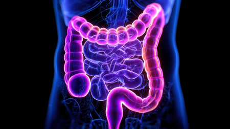 This colorful representation highlights the intricate structure of the human digestive system, emphasizing the intestines and crucial organs involved in digestion.の素材