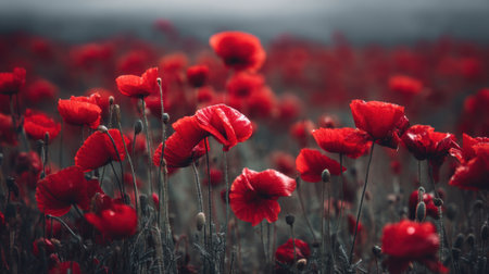 Bright red poppies fill the field as the sun rises behind clouds. The flowers sway gently in the breeze creating a vibrant landscape that captures the beauty of nature.の素材