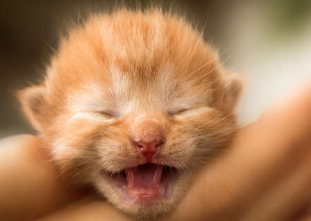 Little baby catの写真素材