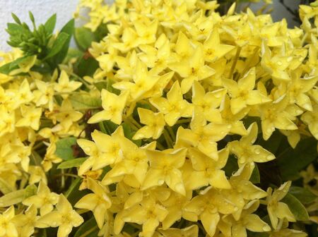 yellow flowersの素材