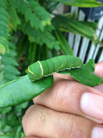 hand holding a green caterpillar の素材