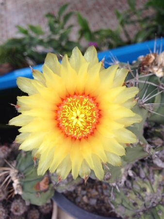 Flower of cactusの素材