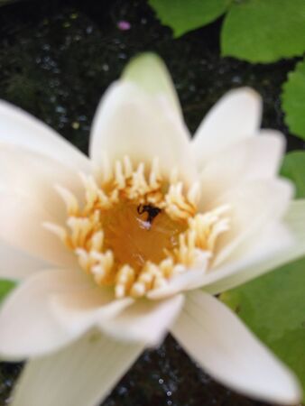 Lotus flowerの素材