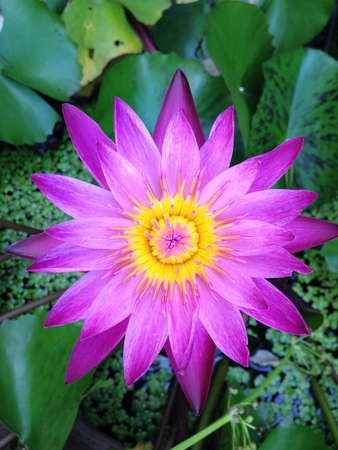 Lotus flowerの素材