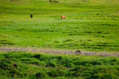 Polar fox running along stone path on green Icelandic meadow against grazing horses backgroundの写真素材