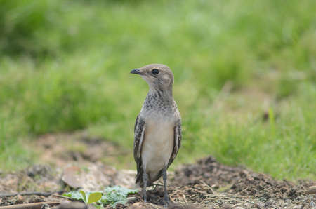 little birdの写真素材