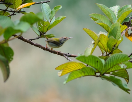 common tailorbird
