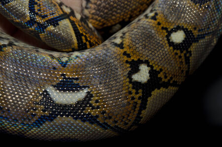 snake skin