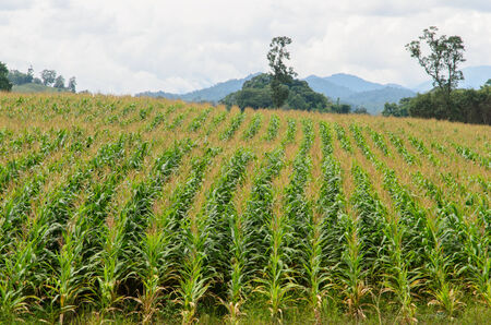 corn farmの写真素材