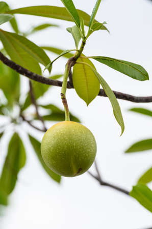 Cerbera odollamの写真素材