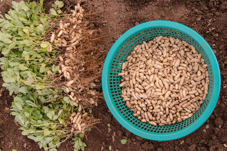 harvest peanut