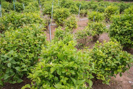 jasmine gardenの写真素材