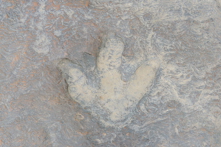 Dinosaur footprints The imprint on the rock era, In the early Cretaceous,A large carnivorous species about 140 million years,in Kalasin,Thailandの写真素材