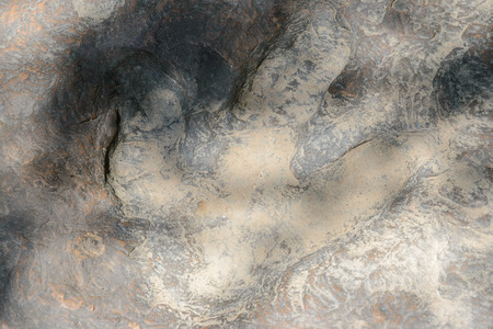 Dinosaur footprints The imprint on the rock era, In the early Cretaceous,A large carnivorous species about 140 million years,in Kalasin,Thailandの写真素材