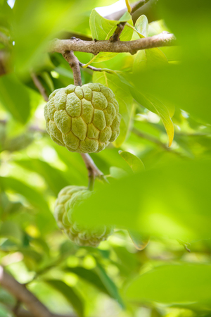 Sugar Apple or Custard Apple growing on a treeの写真素材