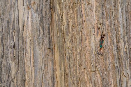 Nails are embedded in the bark of trees