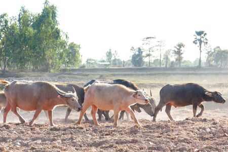 Thai buffalo,water buffalo in Thailandの写真素材
