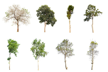 collection of isolated trees on white background, use for architectural design and decorationの写真素材
