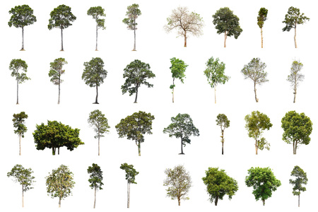collection of isolated trees on white background, use for architectural design and decorationの写真素材