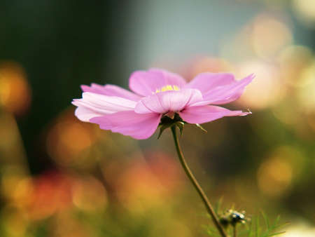 Pink flower detail, cosmos bipinnatus annual flowerの写真素材