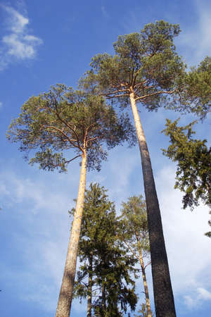 high pine trees and blue skyの写真素材