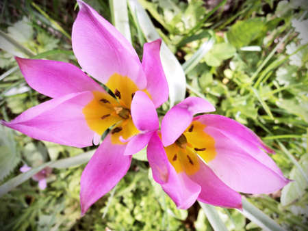 pink and yellow tulips