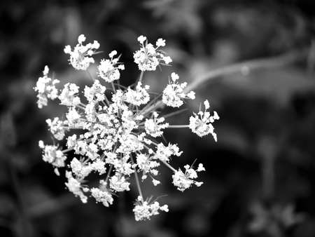 white flower on black background