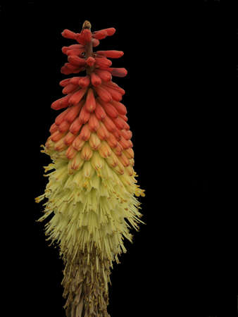 kniphofia flower detailの写真素材