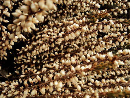 Texture of beige dry spring heather flowerの写真素材