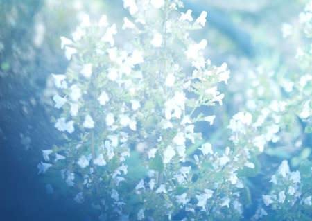 blue flower abstract background