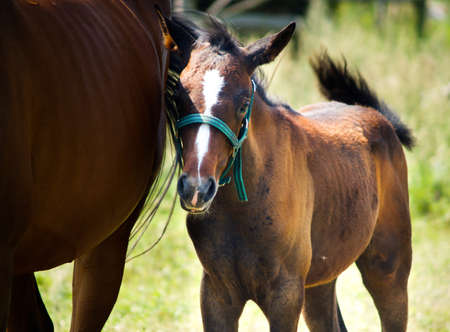little horse with mum