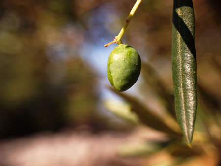 Olive detailの写真素材