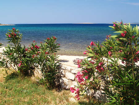 Azalea seasideの写真素材