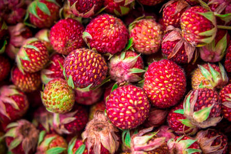 Meadow strawberries, wild berries, wild strawberriesの写真素材