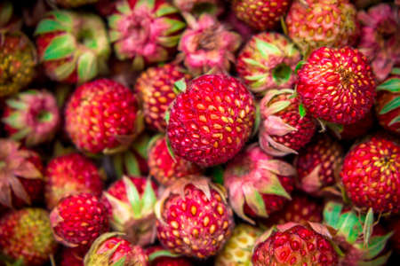 Meadow strawberries, wild berries, wild strawberriesの写真素材