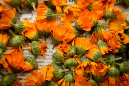 Orange Flowers, Calendula, Calendula officinalisの写真素材