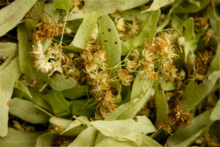 Lime branch, medicinal plantの写真素材