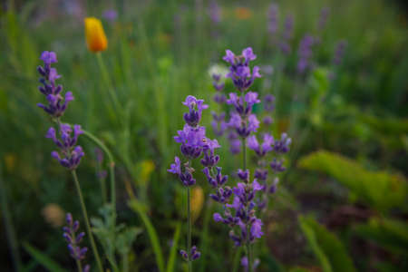 blooming lavenderの写真素材