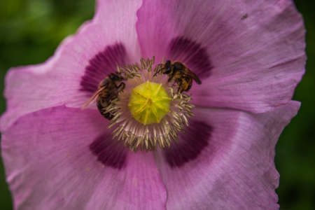Sleeping poppy - Papaver somniferum, Poppy sleeping pills with a beeの写真素材